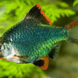 綠虎皮魚 綠虎皮魚