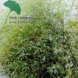 花黔竹 花黔竹