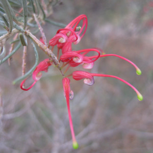 Grevillea pinaster