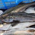 銀籃子魚 銀籃子魚