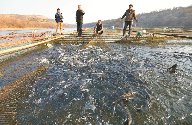 丹江口鱤魚