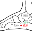 截根穴 截根穴