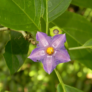 Lycianthes anomala
