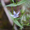 抱莖獐牙菜 抱莖獐牙菜