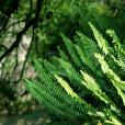 刺瓜米草(禾本科水蔗草屬植物) 刺瓜米草(禾本科水蔗草屬植物)