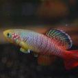 太空魚 太空魚