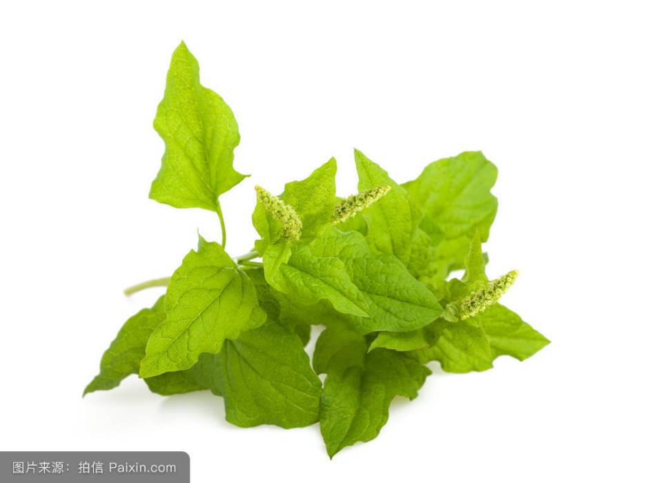 山菠菜(唇形科夏枯草屬植物) 山菠菜(唇形科夏枯草屬植物)
