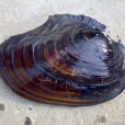 褶紋冠蚌(棉鞋蚌) 褶紋冠蚌(棉鞋蚌)