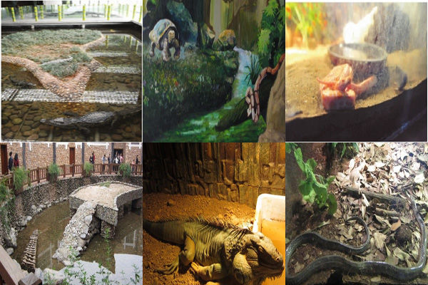 長沙生態動物園爬行動物館