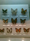 中山蝴蝶博物館