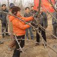 杜各莊村(河北保定博野縣博野鎮下轄村) 杜各莊村(河北保定博野縣博野鎮下轄村)
