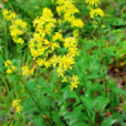 枝黃花 枝黃花