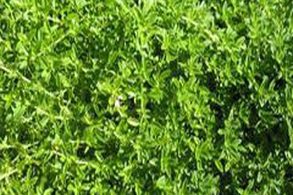 Thymus × citriodorus \x27Lime\x27 Thymus × citriodorus \x27Lime\x27