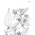 銹毛忍冬 銹毛忍冬