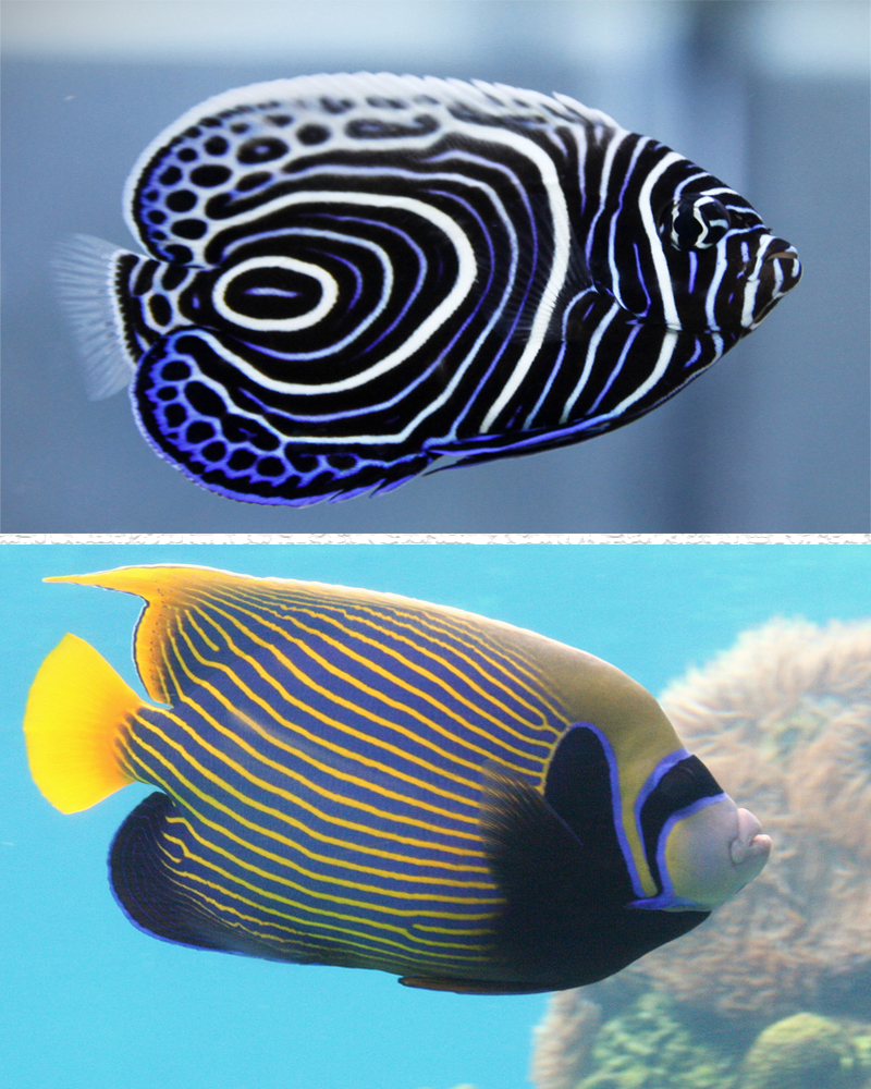 上：幼魚或亞成魚 ；下：成魚