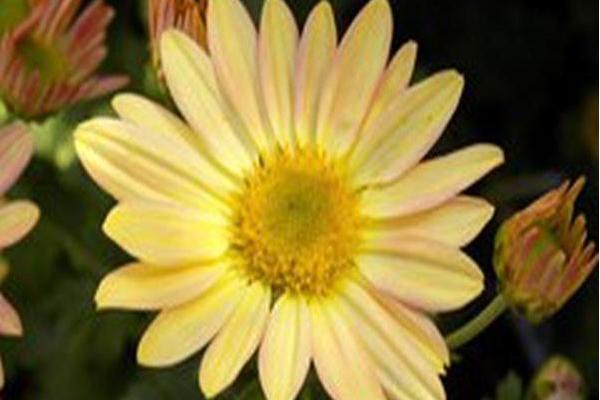 Chrysanthemum \x27Niche\x27s October Glow\x27