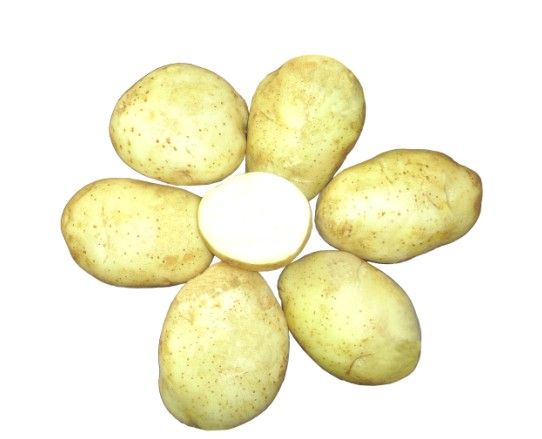 冀張薯15 冀張薯15