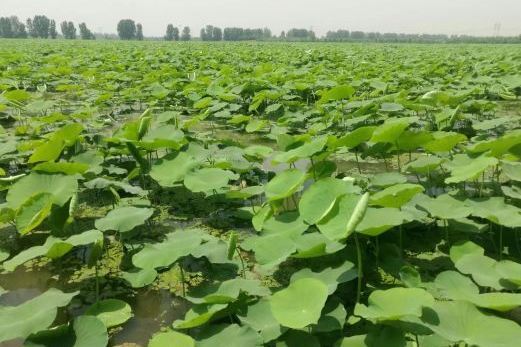 蓮海世界 蓮海世界