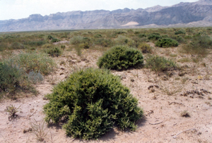 荒漠植被類型
