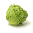 團生菜 團生菜