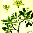 白果槲寄生(被子植物門雙子葉植物綱桑寄生科植物)