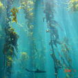 巨藻(海帶目巨藻科植物)