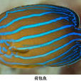 荷包魚(魚類) 荷包魚(魚類)