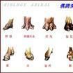 偶蹄類 偶蹄類