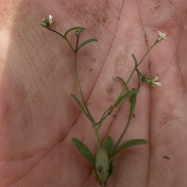 Lathrocasis tenerrima