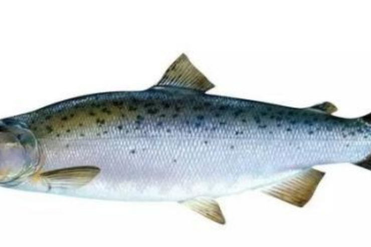 大鱗鮭魚 大鱗鮭魚