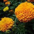 萬壽菊花(植物) 萬壽菊花(植物)