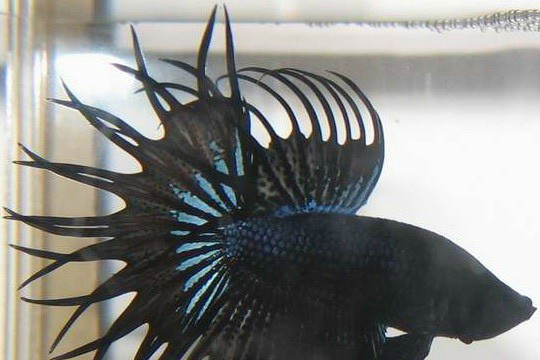 獅王鬥魚(冠尾鬥魚) 獅王鬥魚(冠尾鬥魚)