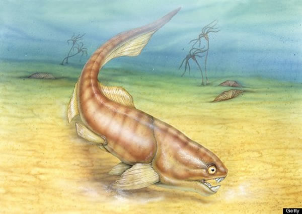 根據化石證據所繪製的盾皮魚樣貌插圖