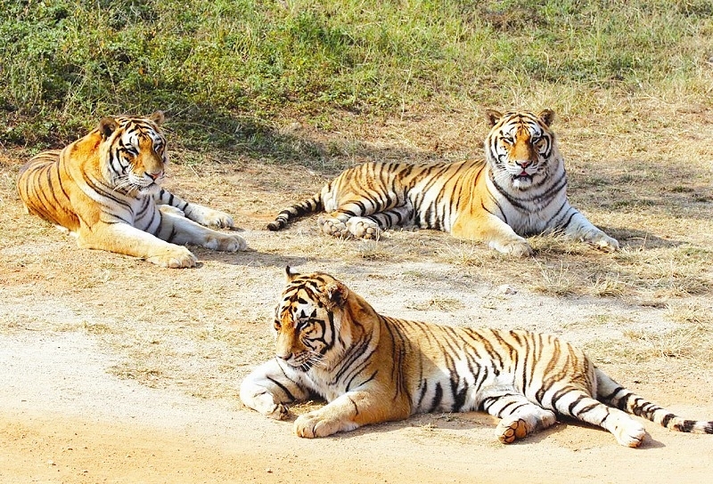 動物園猛獸區內的三隻東北虎