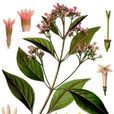 金雞納(茜草目茜草科植物) 金雞納(茜草目茜草科植物)