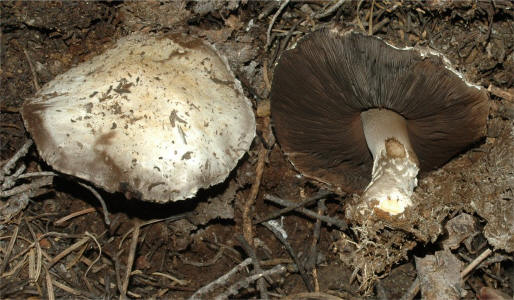 夏生蘑菇