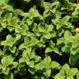 牛至(Origanum vulgare)