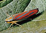 雕葉蟬屬(Graphocephala)的紅帶葉蟬