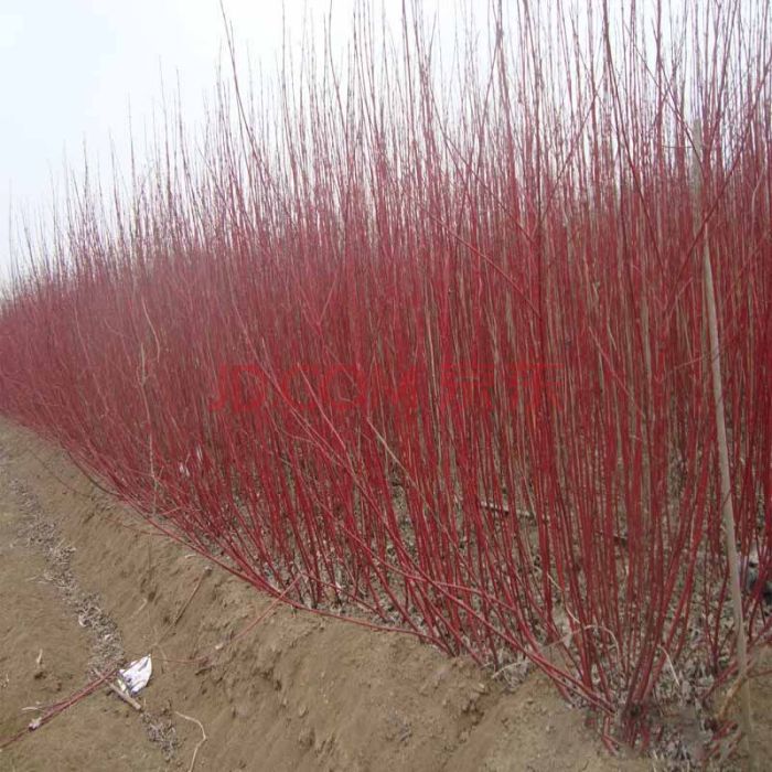 福紅優3號 福紅優3號