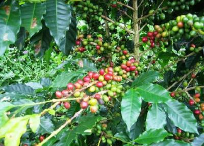 阿拉比卡咖啡樹