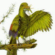 始祖鳥(已滅絕的羽毛恐龍)