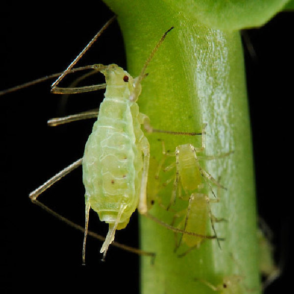 黃瓜蚜蟲