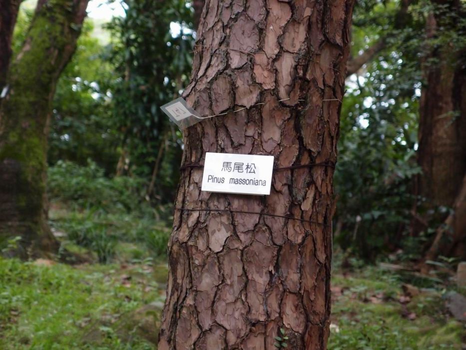 馬尾松60號TZS 馬尾松60號TZS