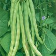 綠龍架豆