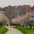 東湖梅園 東湖梅園