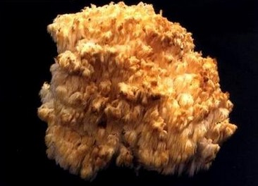 珊瑚狀猴頭菌的圖片