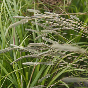 Tribolium brachystachyum