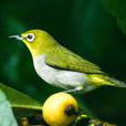 繡眼鳥屬 繡眼鳥屬