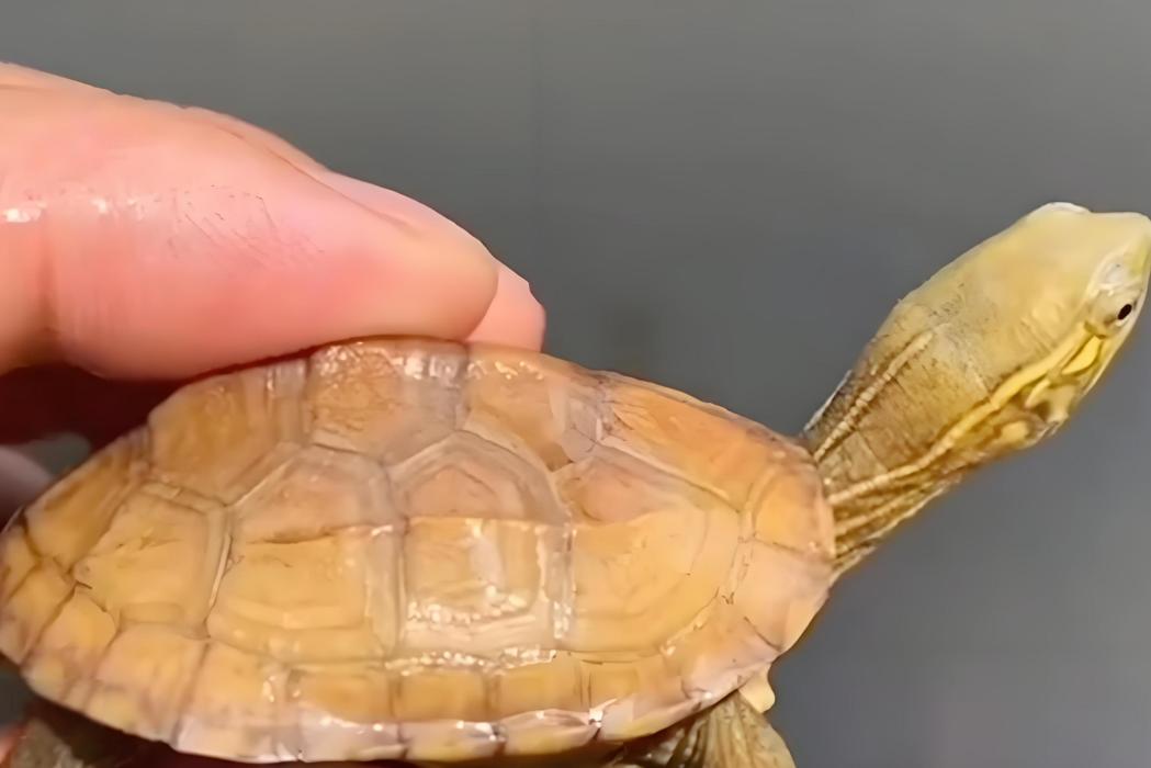 蠟戌 蠟戌