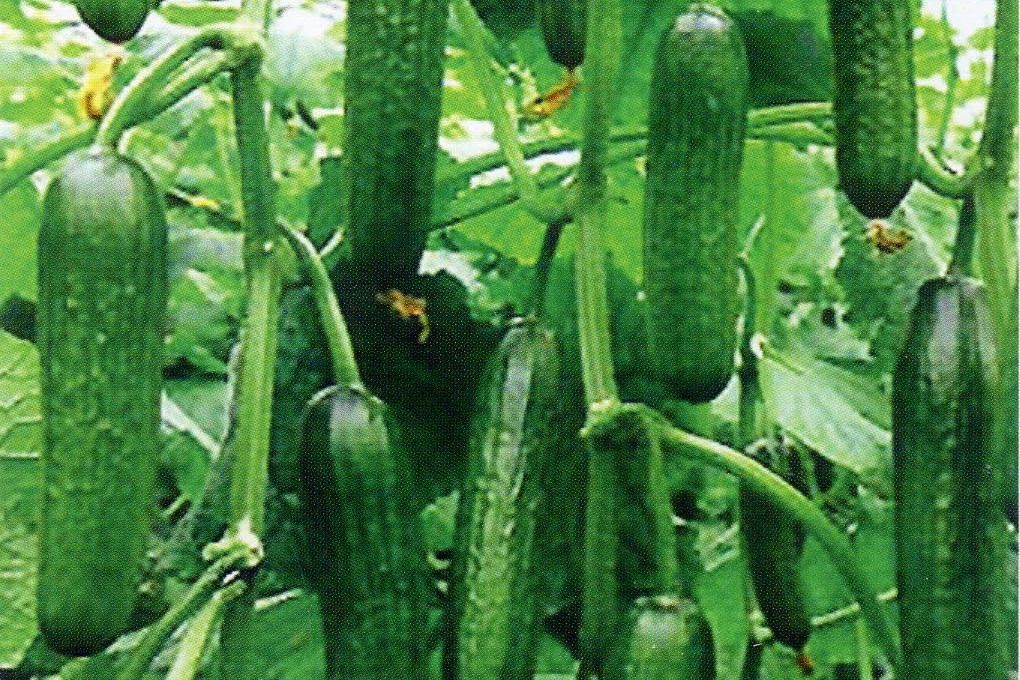 中農2號黃瓜 中農2號黃瓜